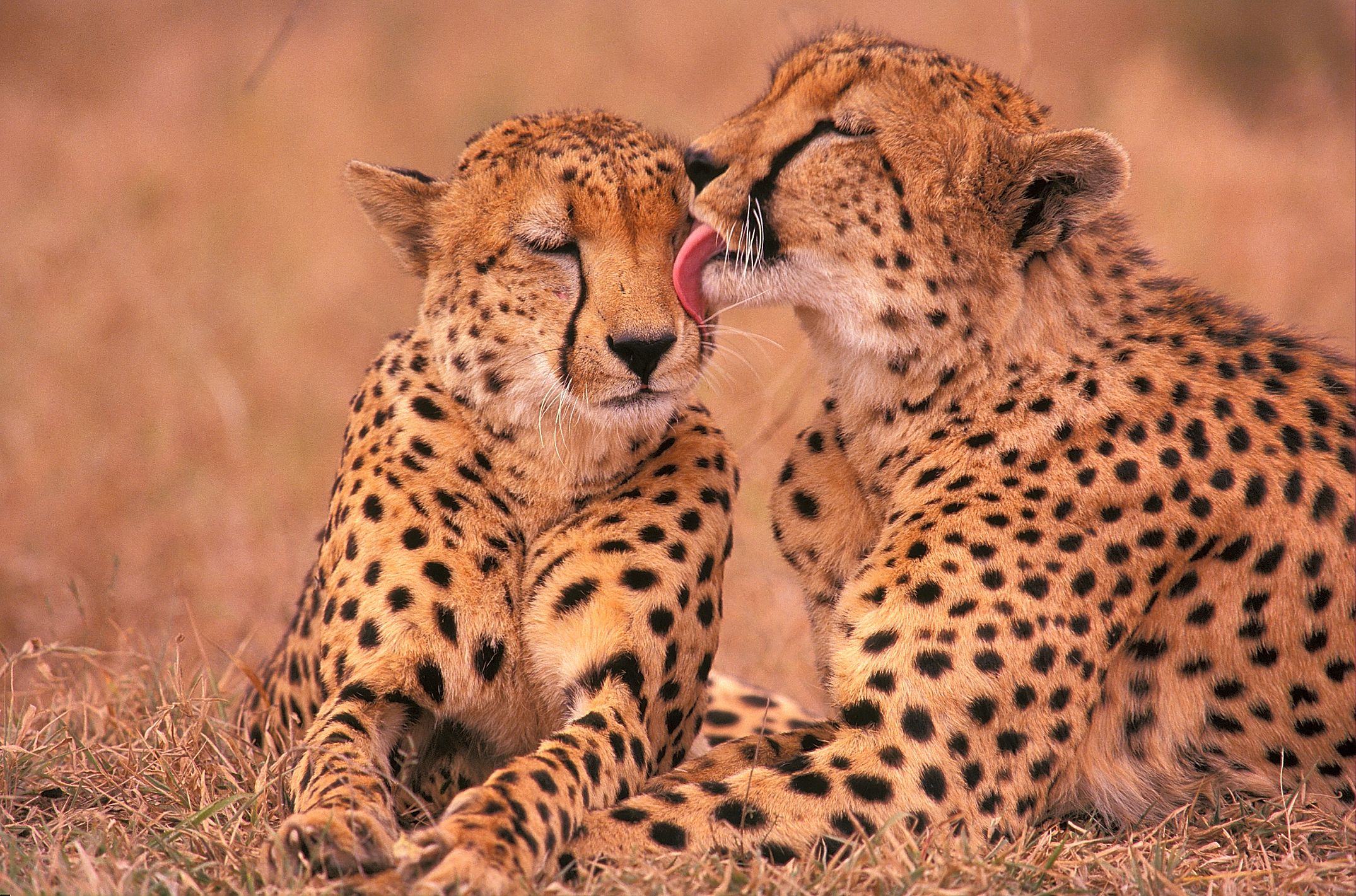 Are Cheetahs Racing Towards Extinction?