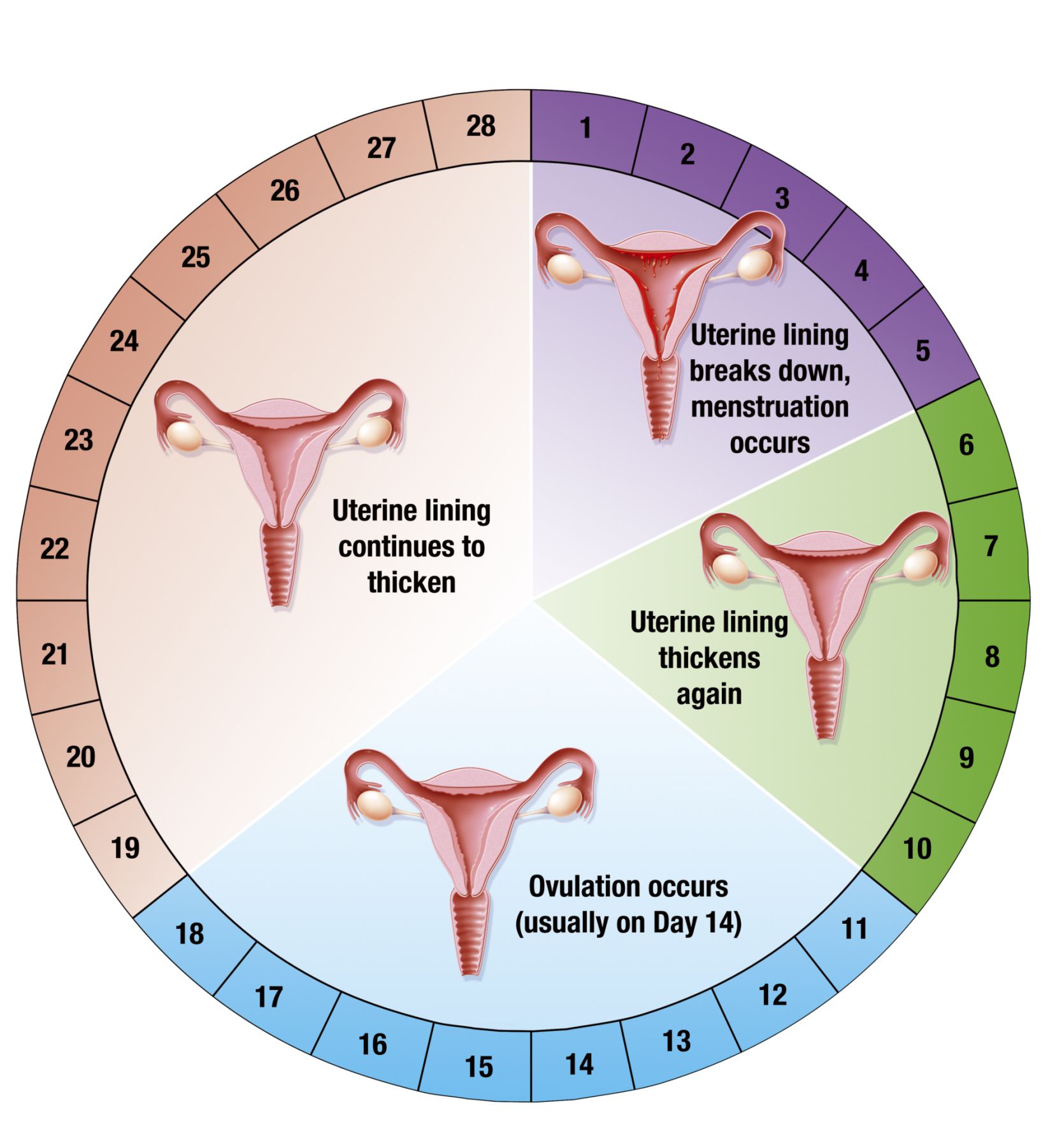 Resultado de imagen para CICLO MENSTRUAL