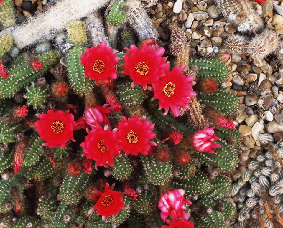 The Best Types Of Cactus To Grow In Your Garden 9574