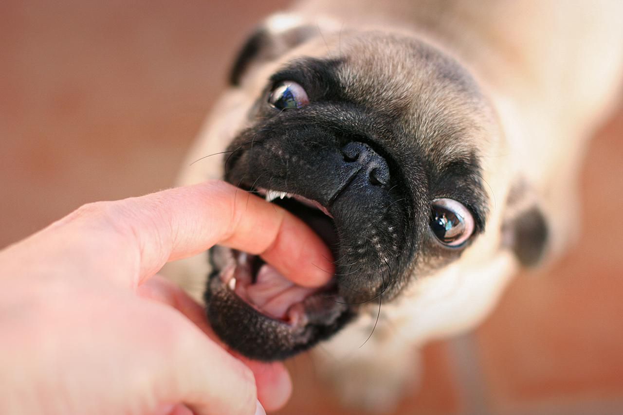 Training to Prevent Dog Bites