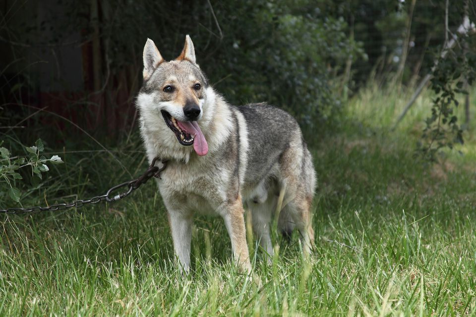 A Guide to Wolf Dogs As Pets