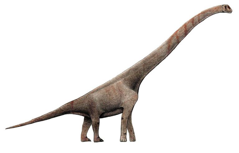 biology of the sauropod dinosaurs