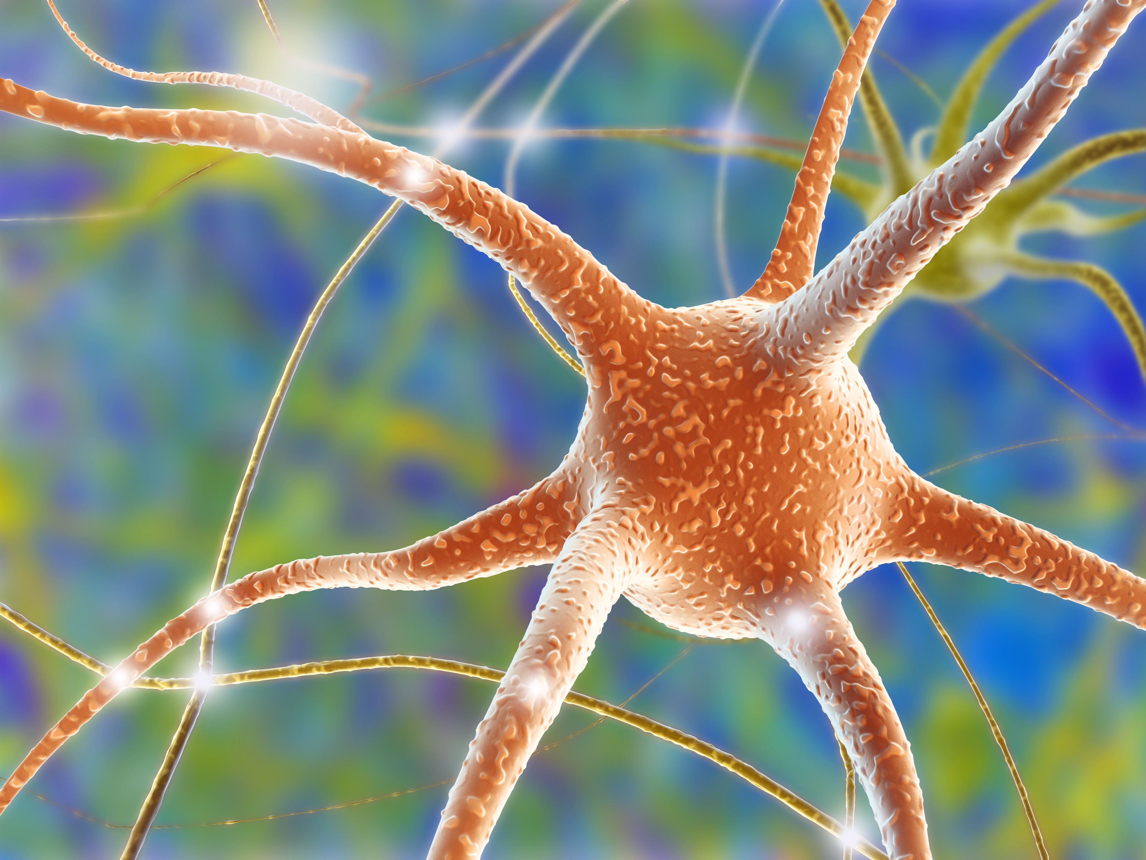 somatic nervous system manages