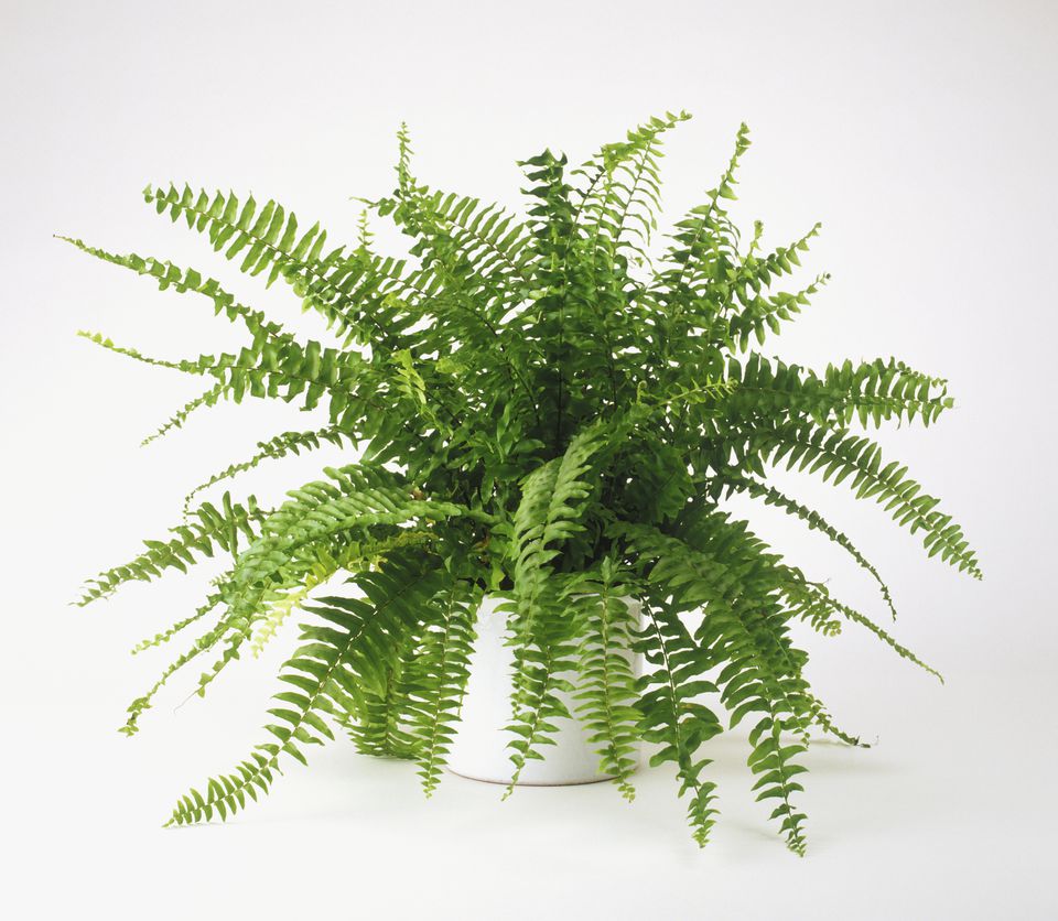 boston-ferns-growing-nephrolepis-species-indoors