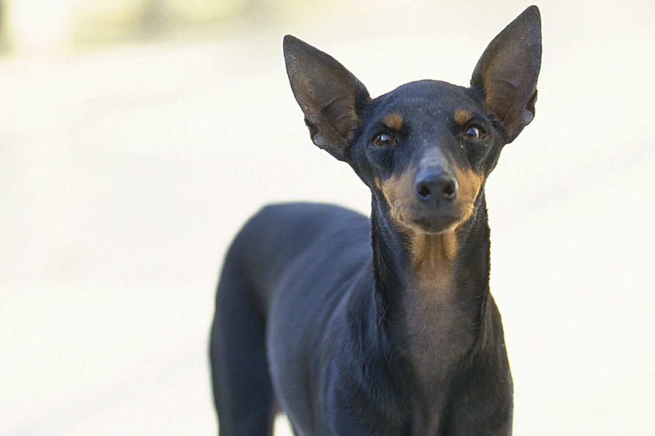 Miniature Pinscher Dog Breed Profile