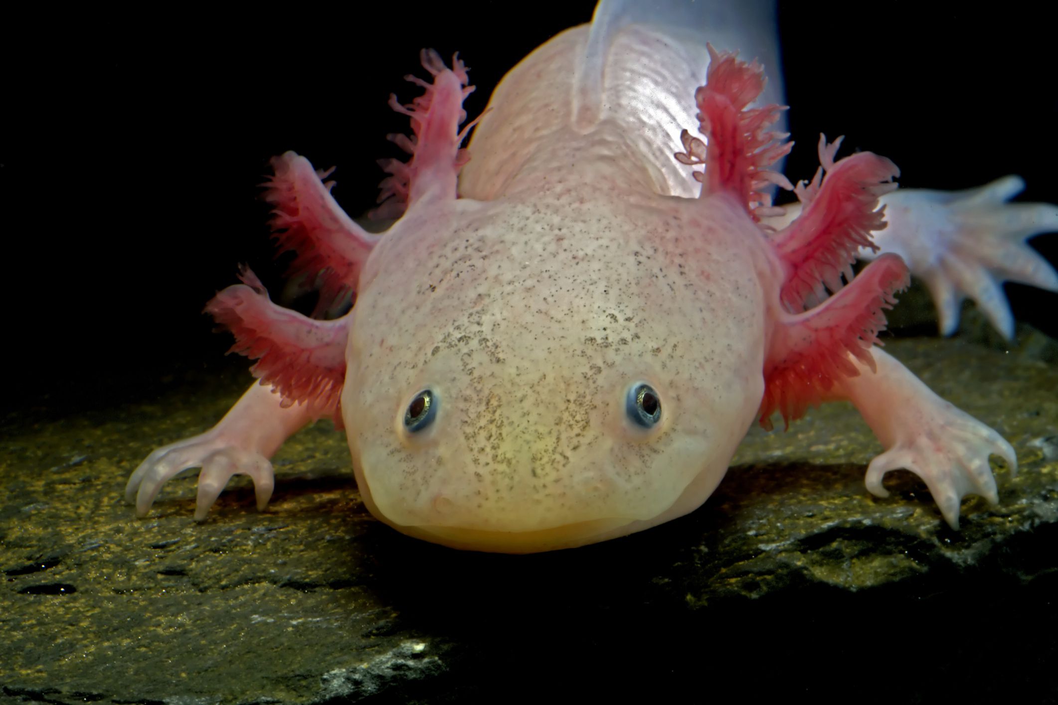 Resultado de imagen para axolotl