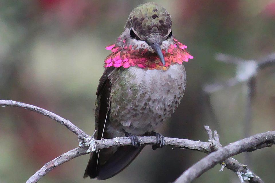 hummingbird behavior aggression hummingbirds anna angry cc flickr tame anger