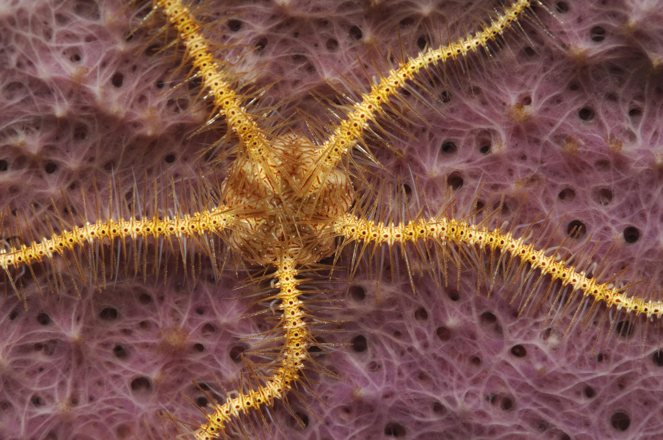 Brittle Stars and Basket Stars