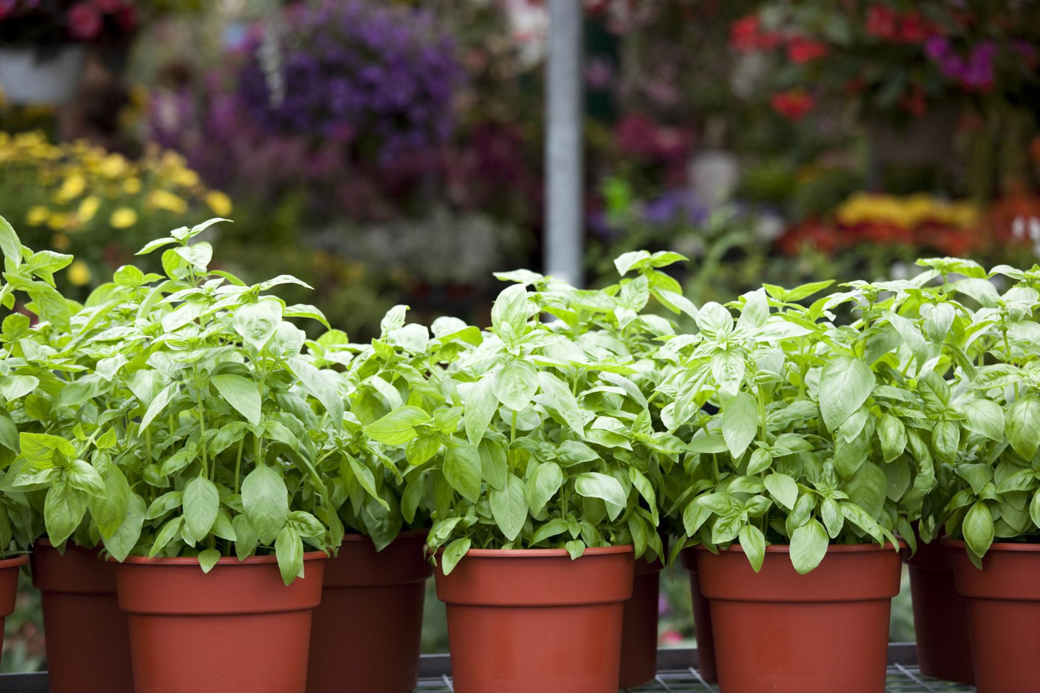 What Herbs Can Be Potted Together