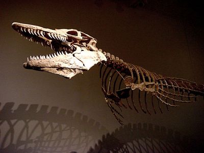 micropachycephalosaurus fossil