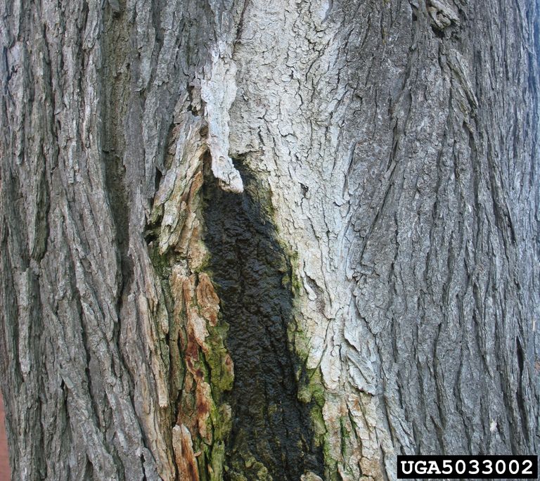 slime flux oak tree treatment