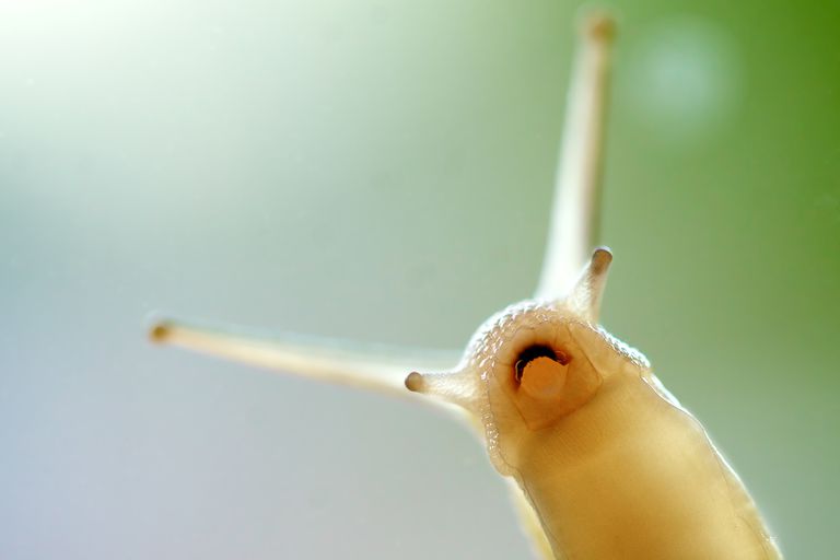 Meet the Terrestrial Snails