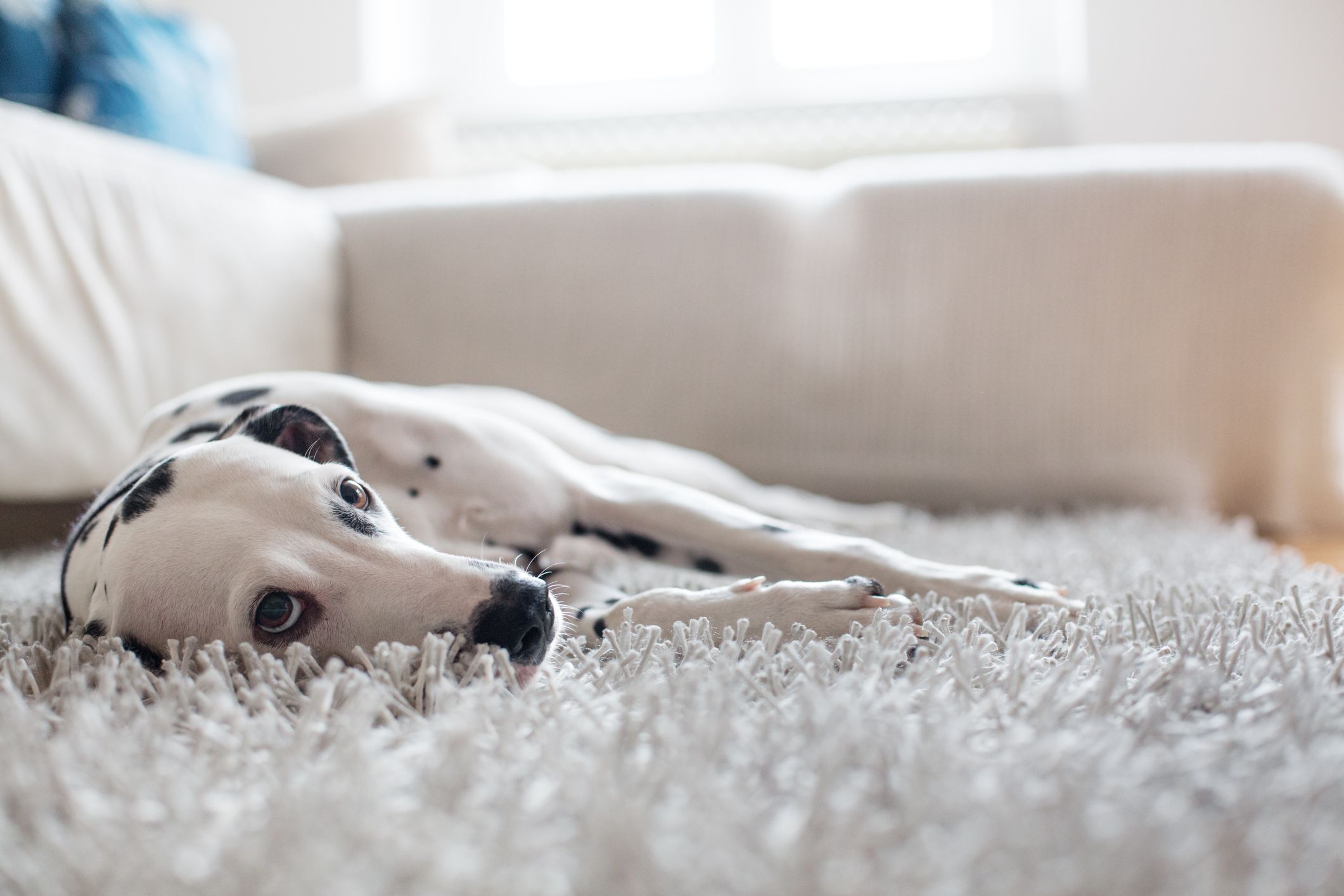 Remove Pet Stains and Odors from Clothes and Carpet