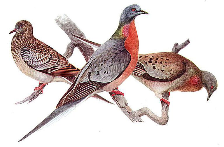 10 Facts About the Passenger Pigeon