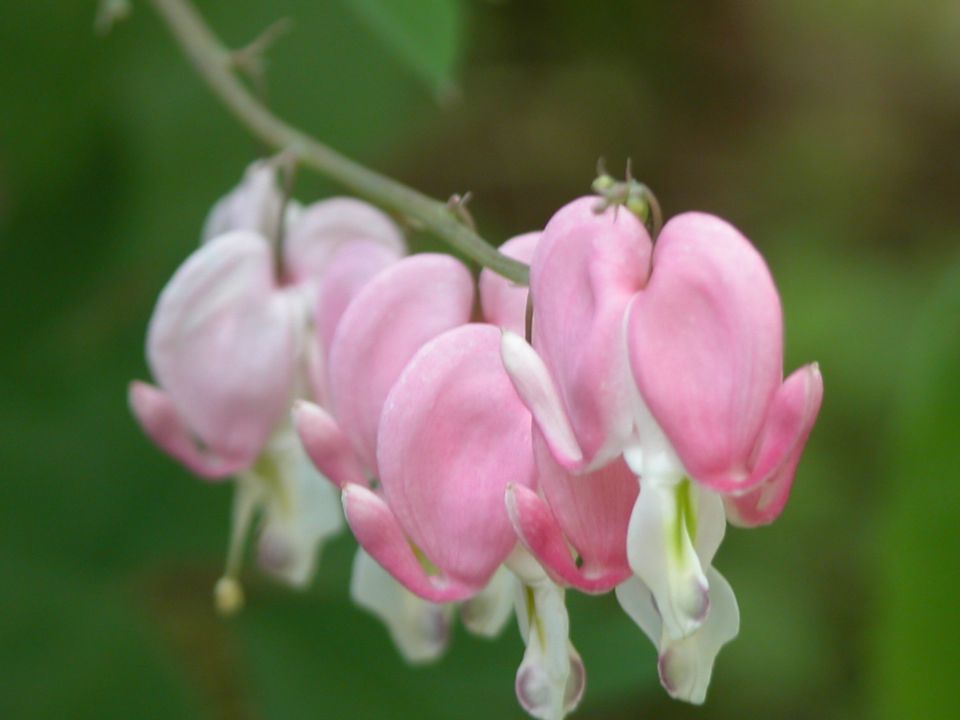 Grow Bleeding Heart Plants (Dicentra) in the Garden