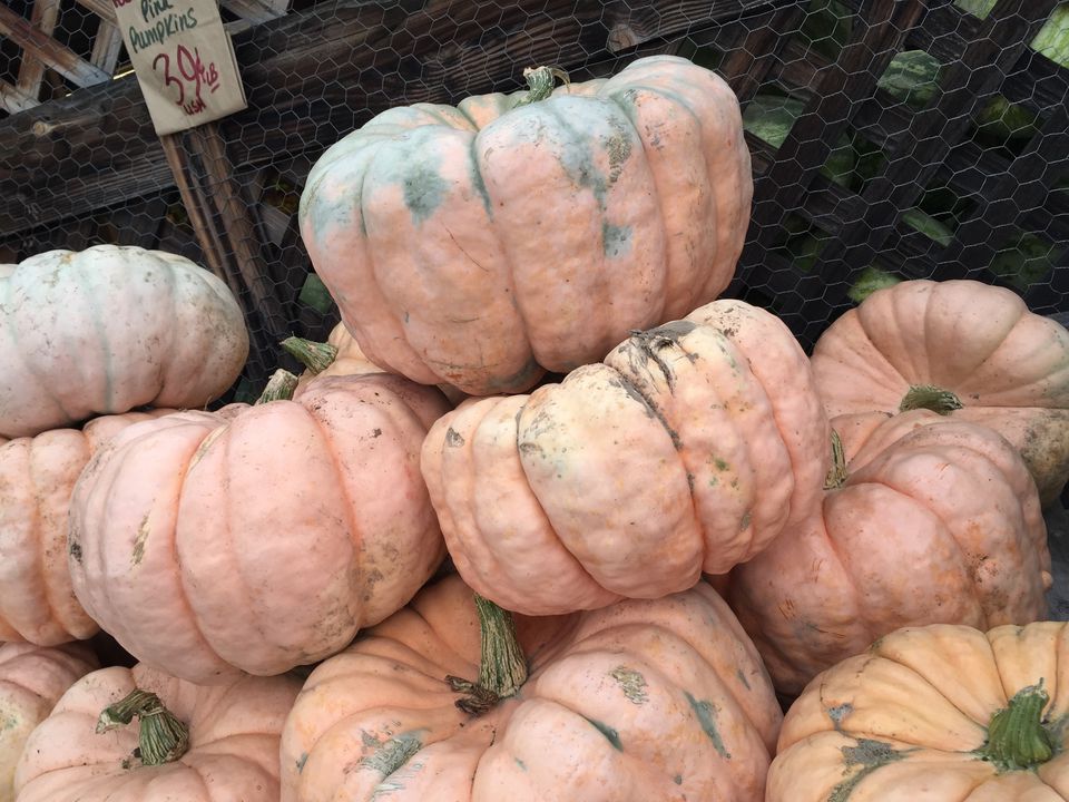 the-ultimate-guide-to-pumpkin-types-and-varieties