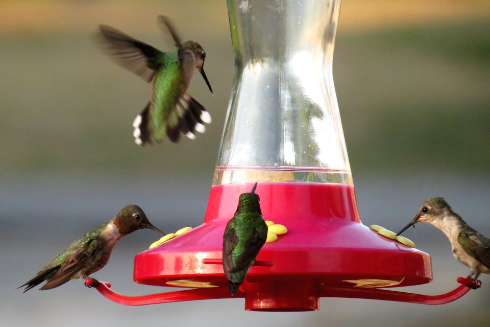 homemade hummingbird nectar for a hummingbird feeder