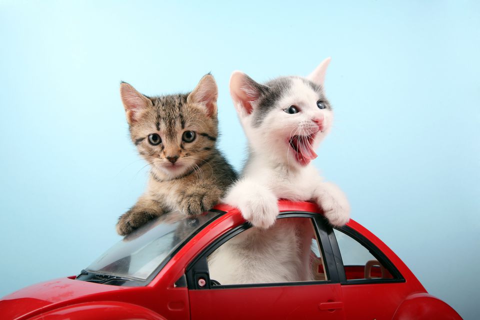 car travel for kittens