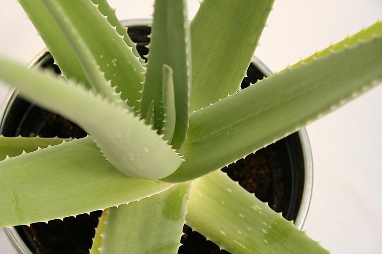 gi-plants-aloe-vera.jpg