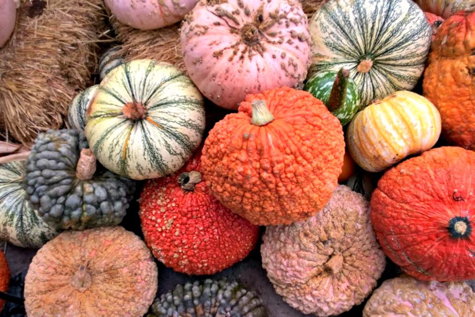 The Ultimate Guide to Pumpkin Types and Varieties
