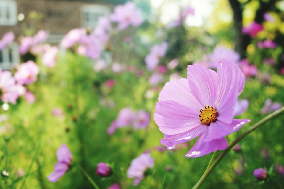 12 Best Annual Flowers for Full Sun