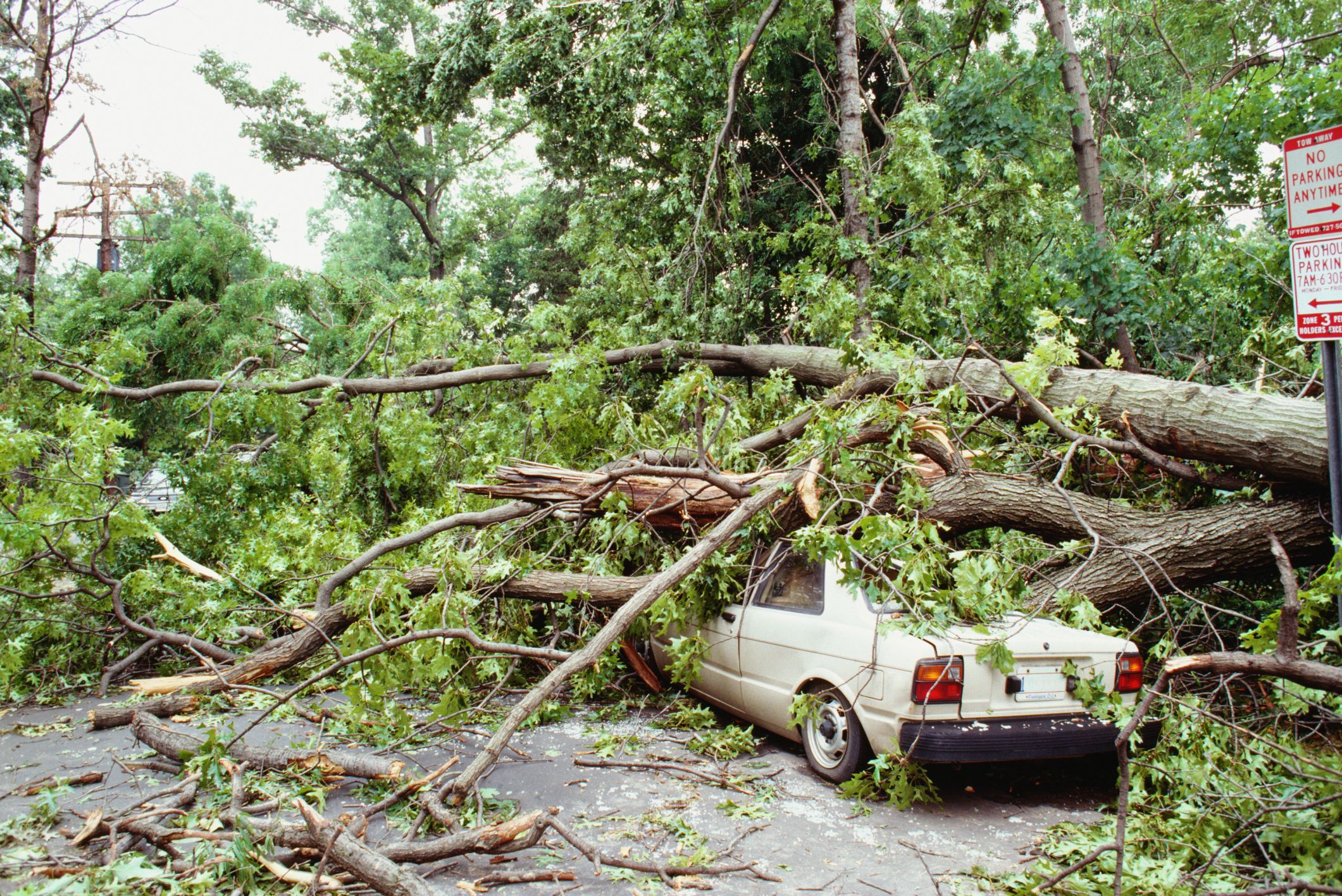 tree-falling-on-a-car-insurance-claims