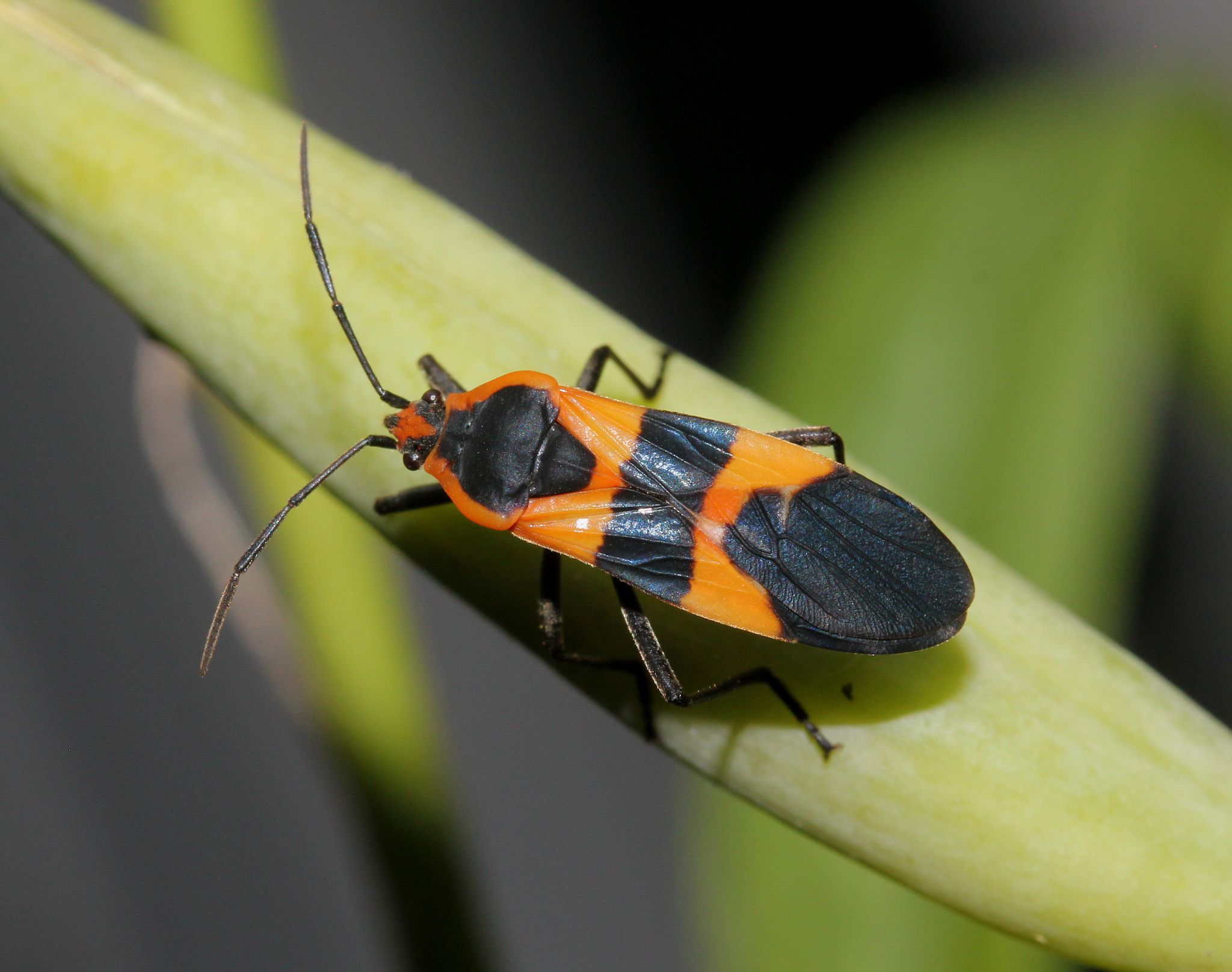 long black bug with red stripes