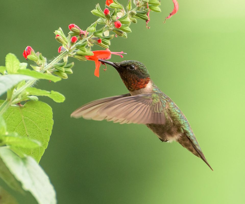 Ruby-Throated Hummingbird Identification Diagrams