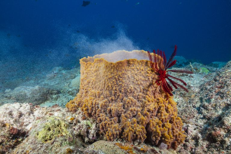 Sea Sponge Facts and Examples