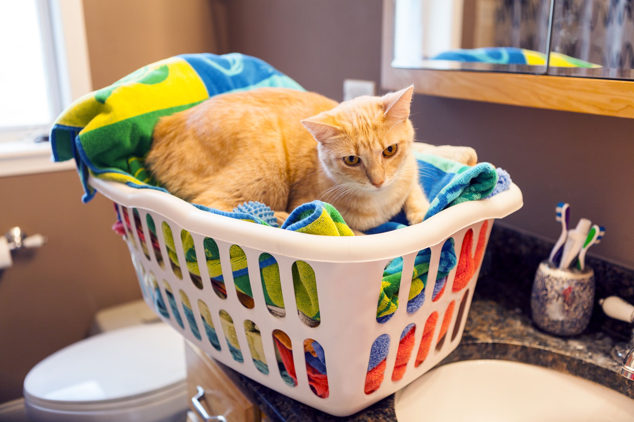 dryer-sheets-are-toxic-to-dogs-and-cats