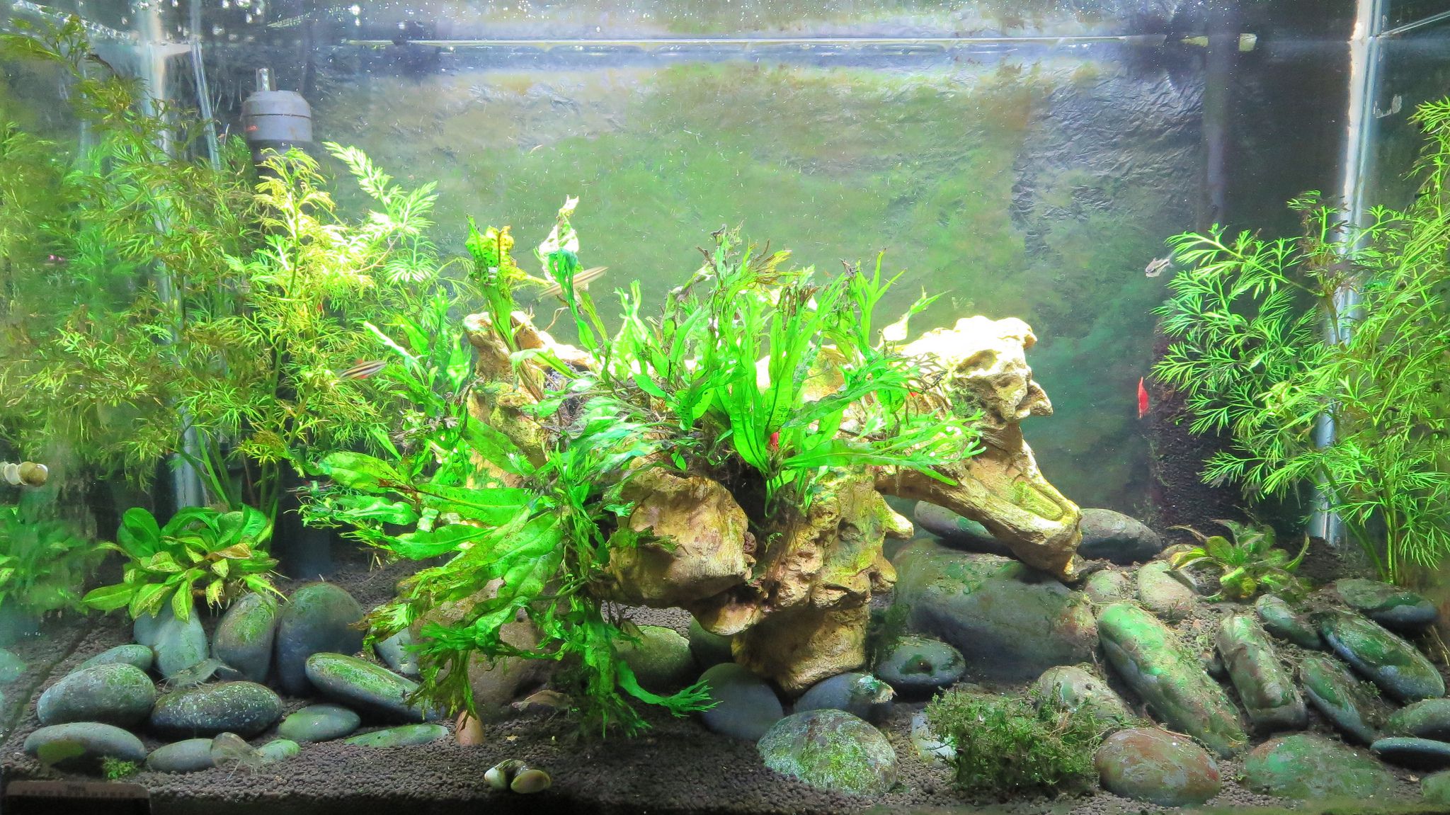 How to Control Aquarium Algae