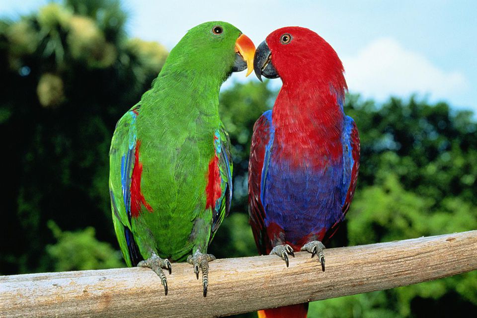 Most Colorful Parrot Species