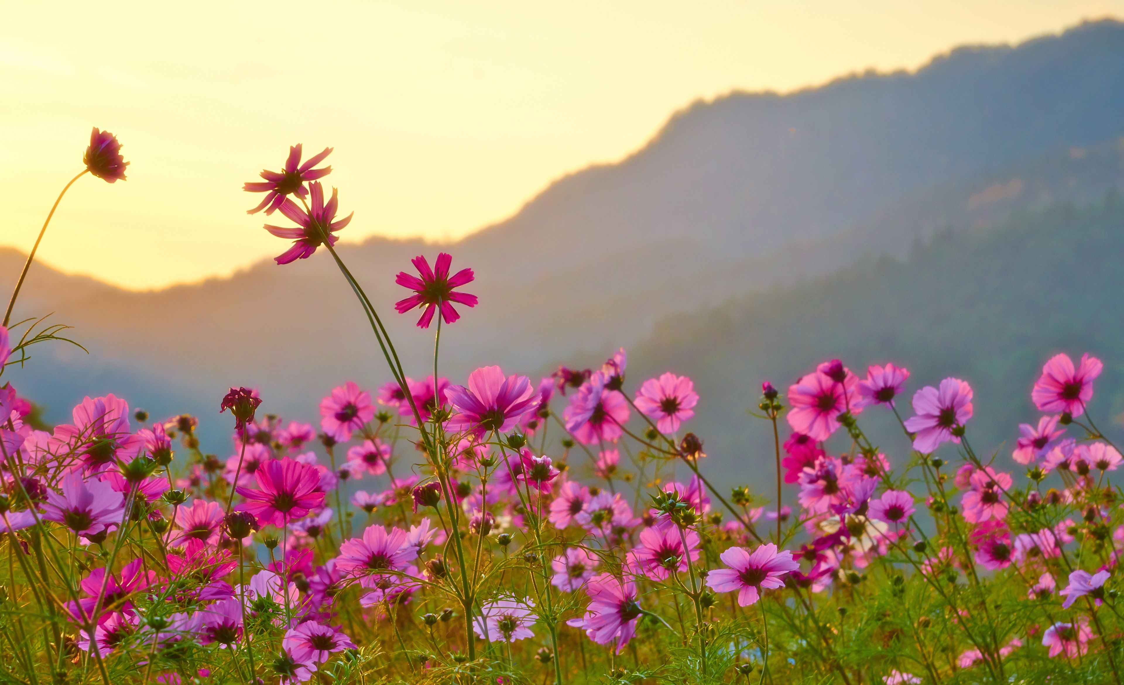 Why Flowering Meadows Are Better Than Lawns