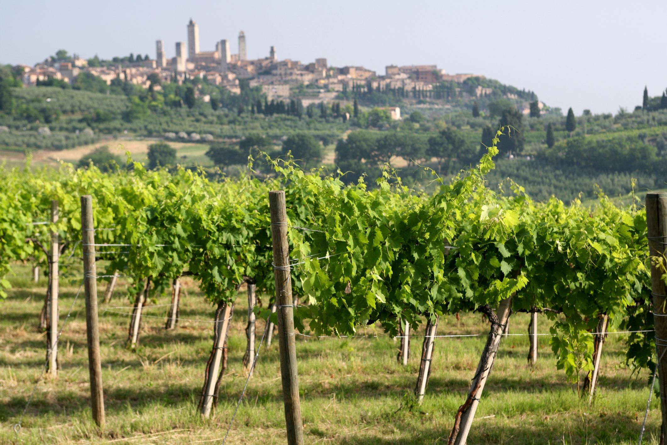 italian-wine-guide-for-beginners