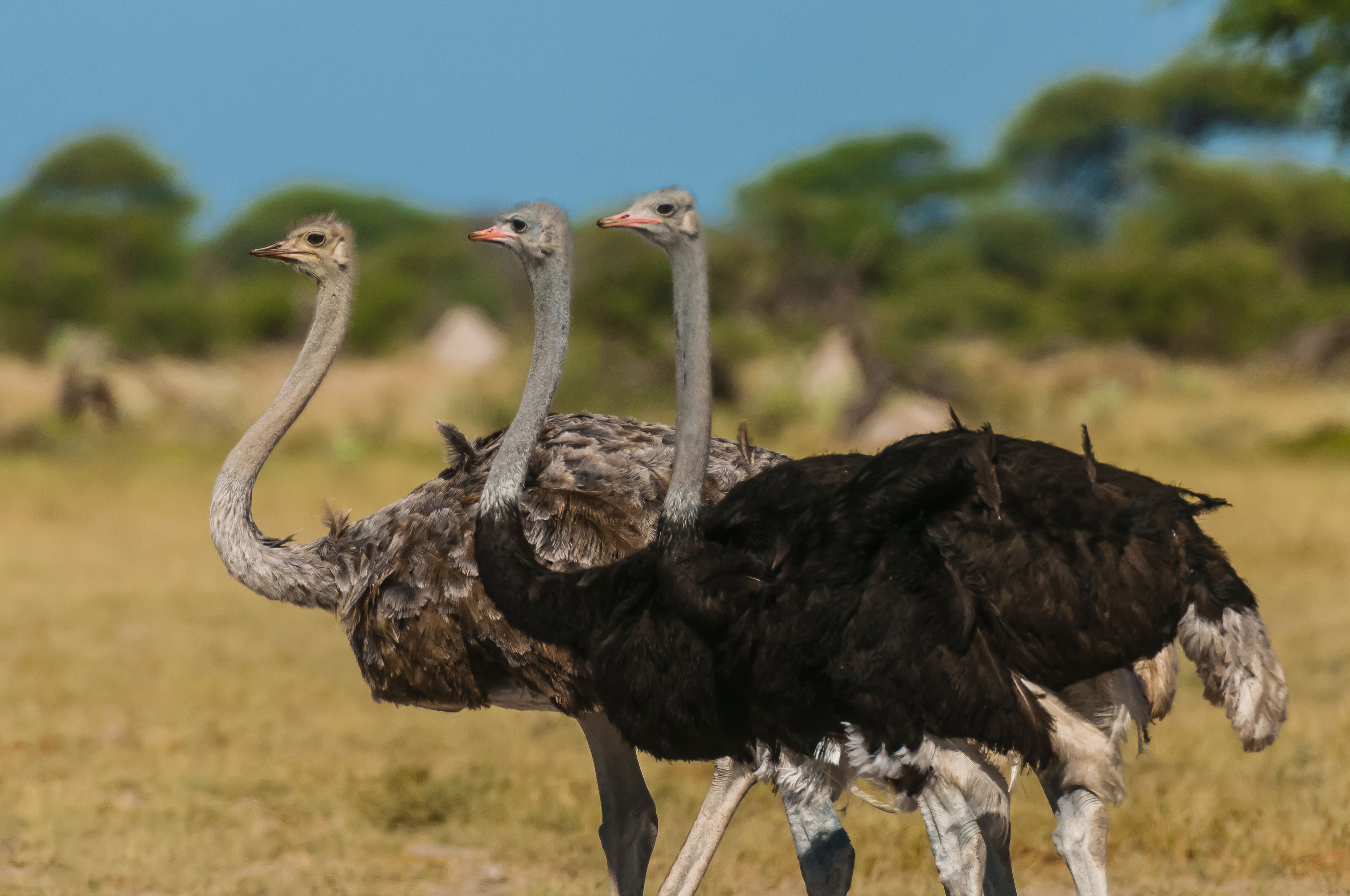 wild republic ostrich