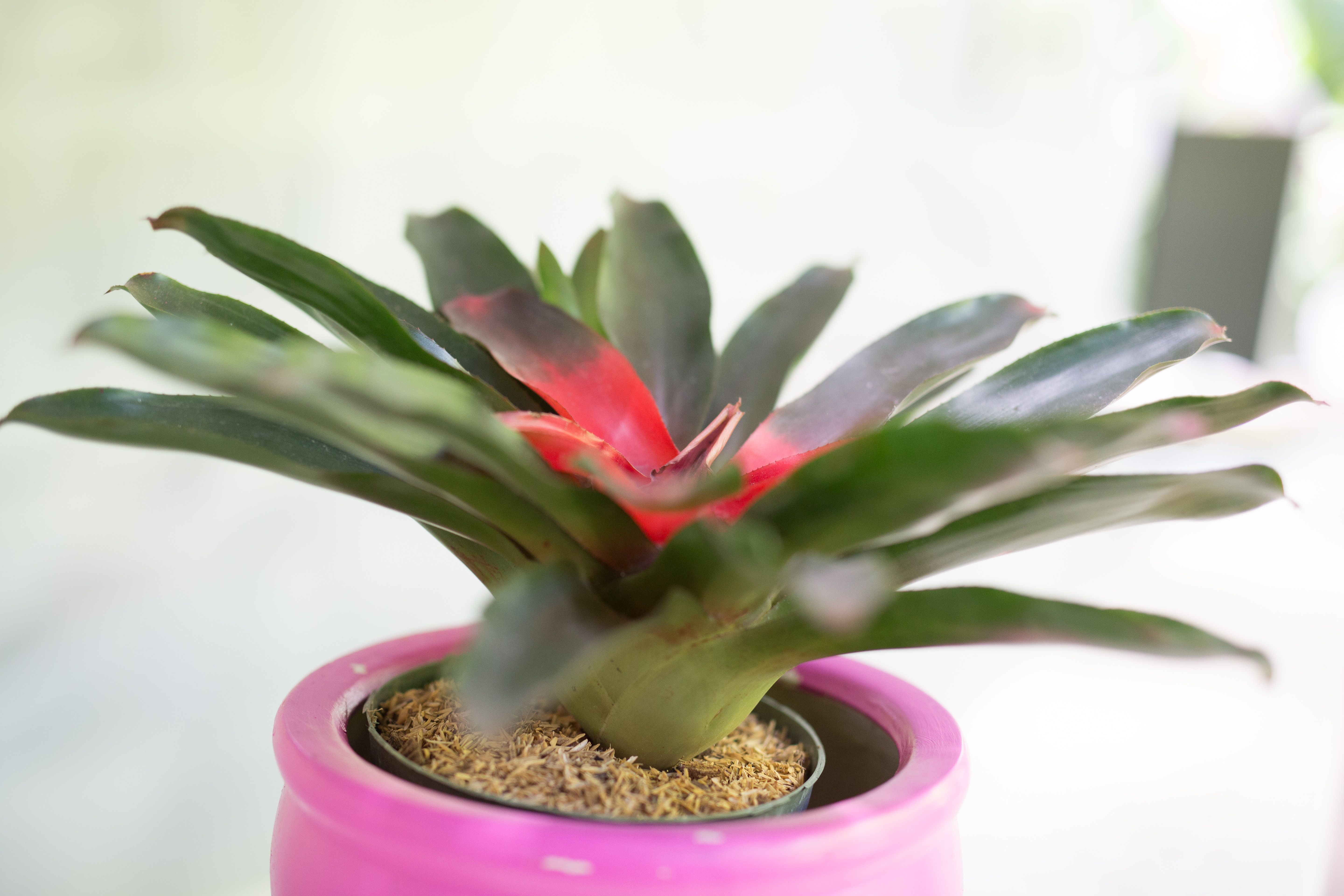 How to Grow Bromeliads at Home