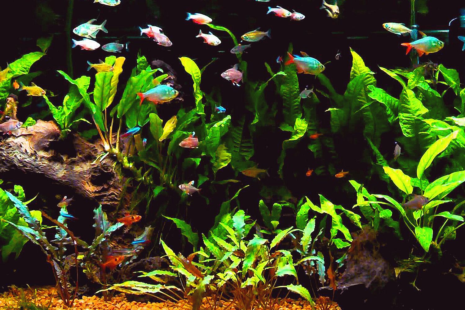 100 How To Make Fish Tank Decorations At Home 3d Aquarium