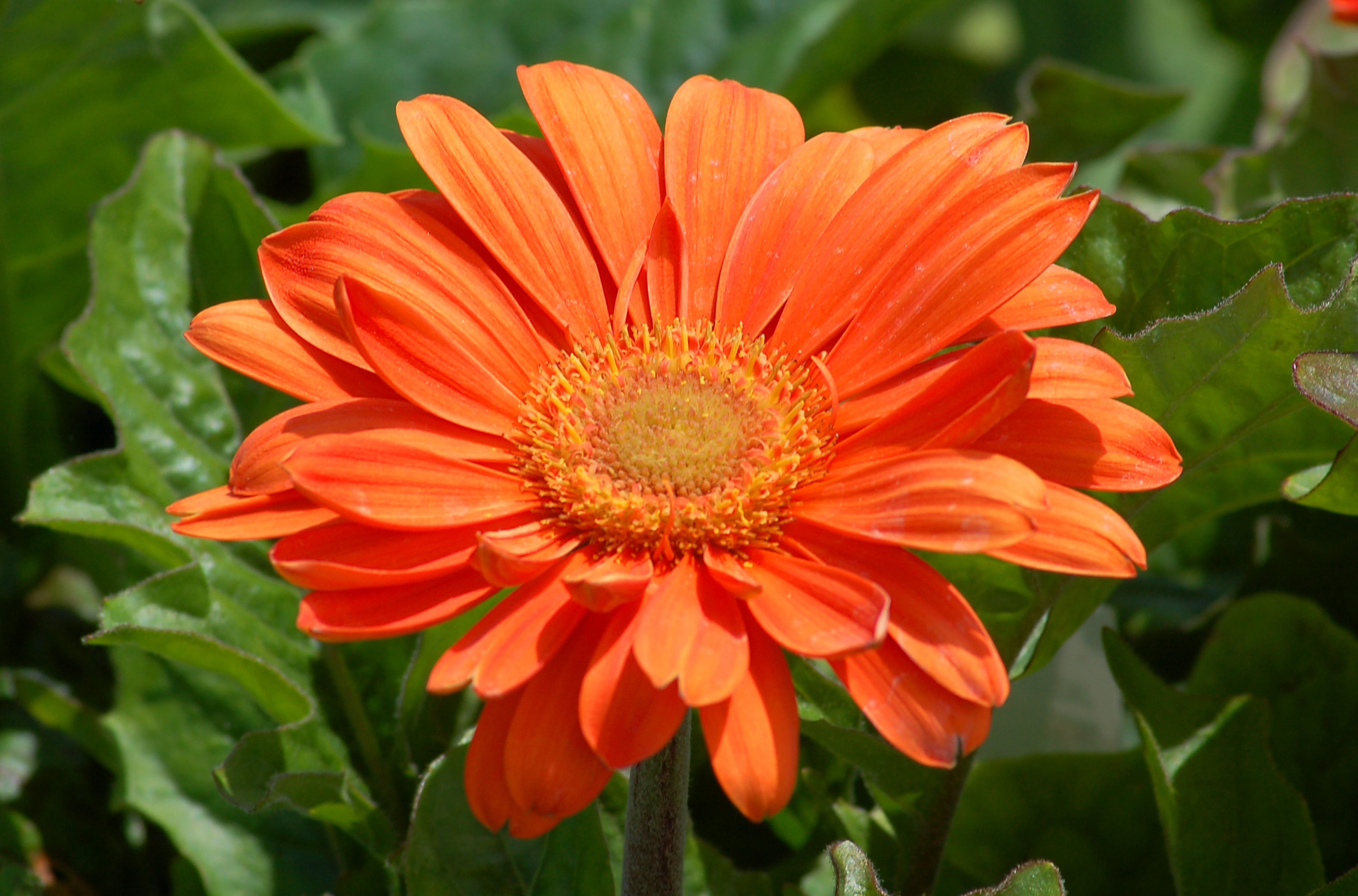 Download Gerbera Daisy Flowers: Tender Perennial in Many Colors