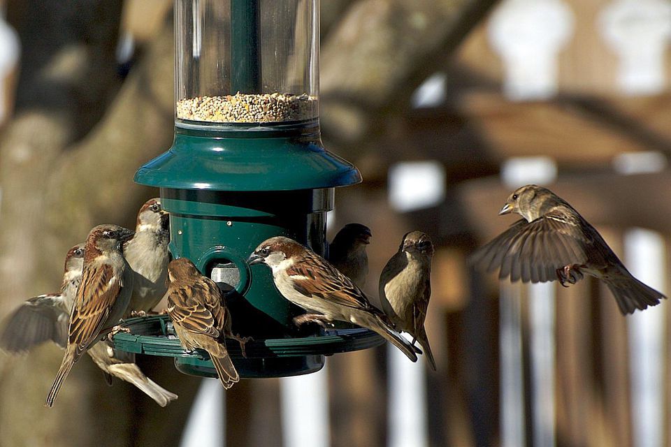Stop Bully Birds at Your Feeders