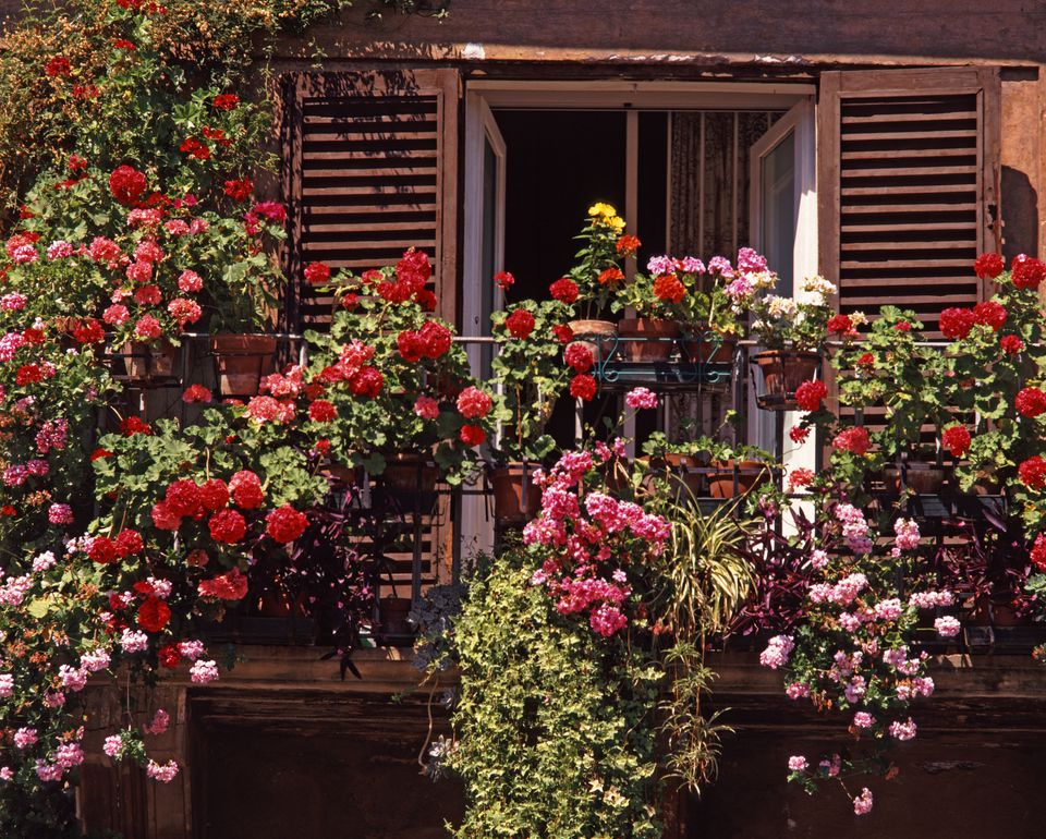 Garden Design Ideas With Climbing Roses