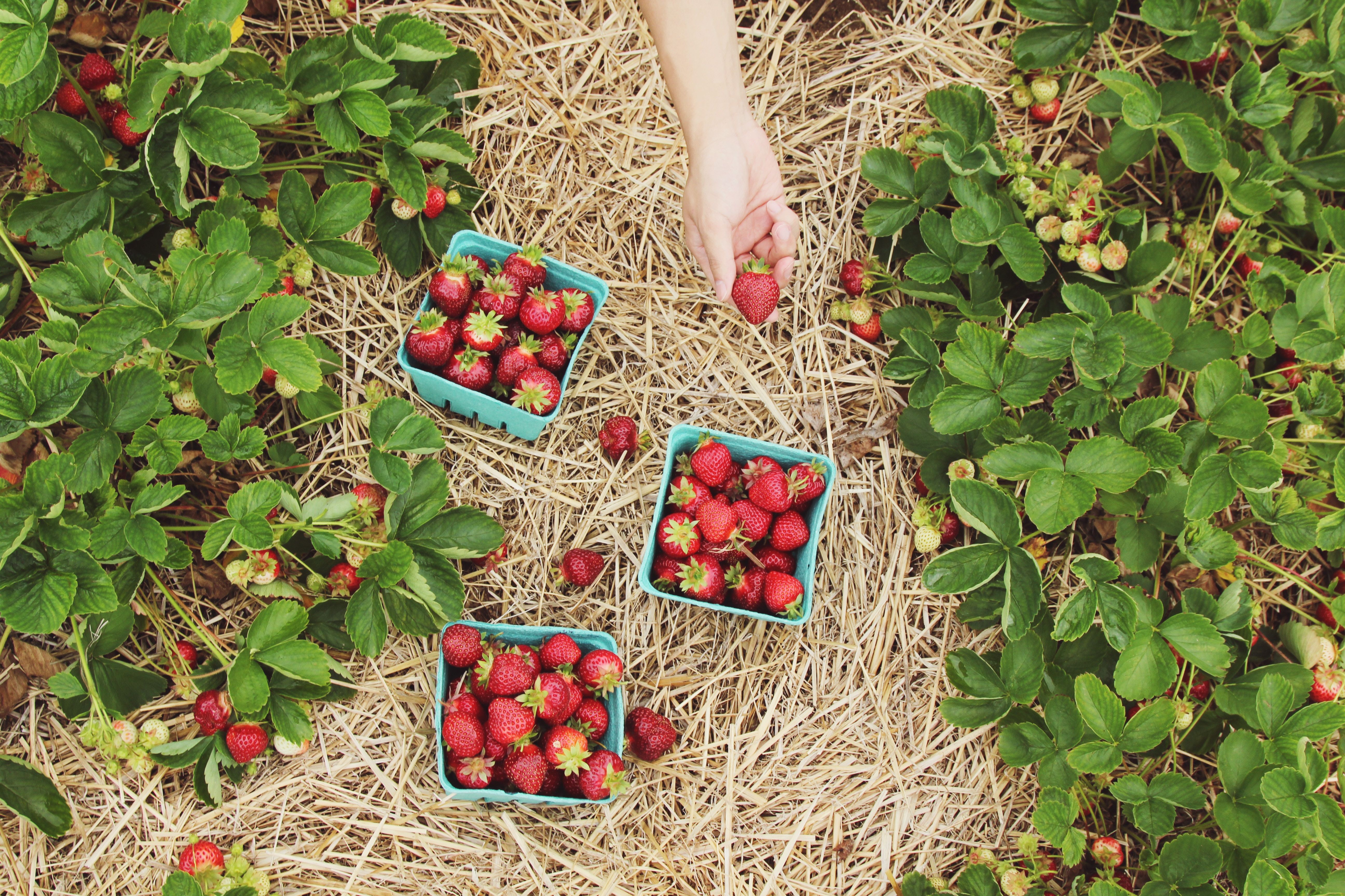 Planting strawberries from fruit information