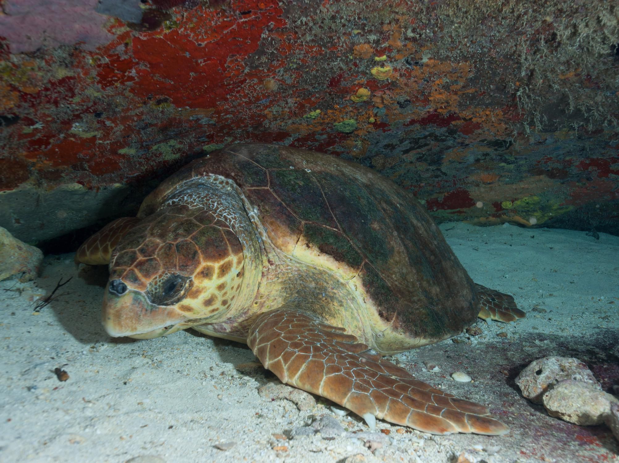 Loggerhead Sea Turtle Facts