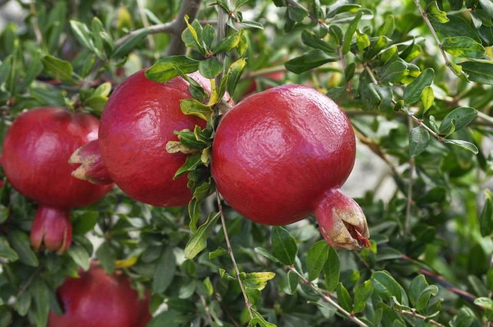 Growing The Pomegranate In The Home Garden