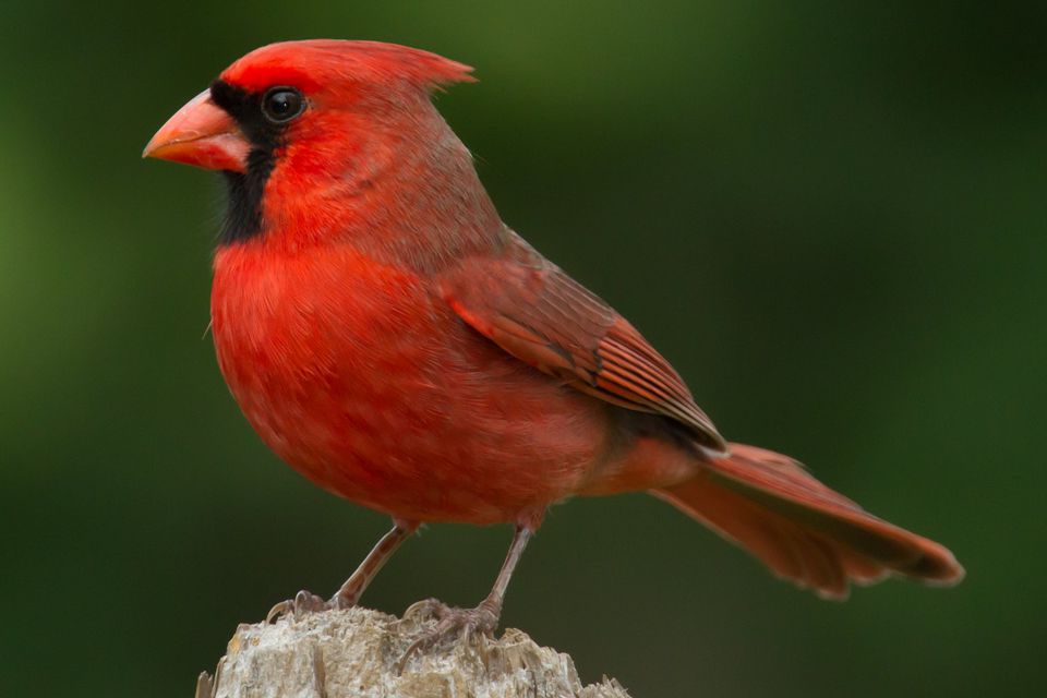 What Is The State Bird Of Kentucky