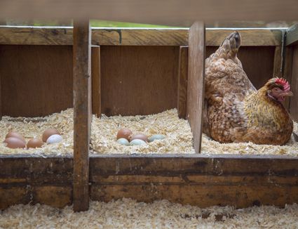 Tips for Getting Hens to Lay Their Eggs in Nest Boxes