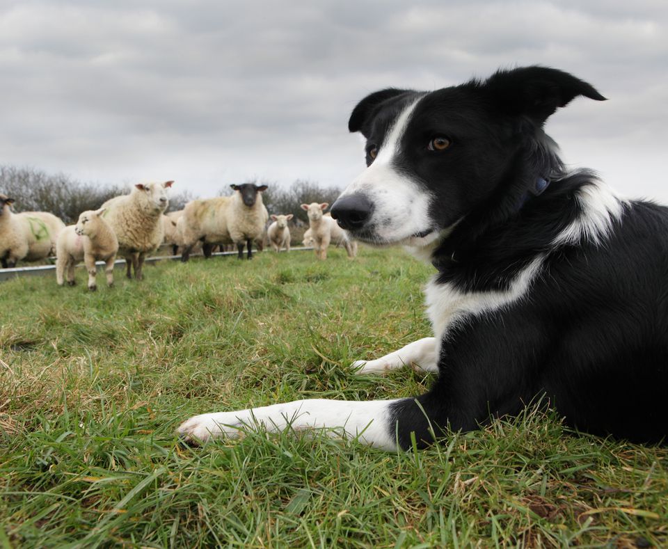 Choosing a Livestock Guardian Dog Breed