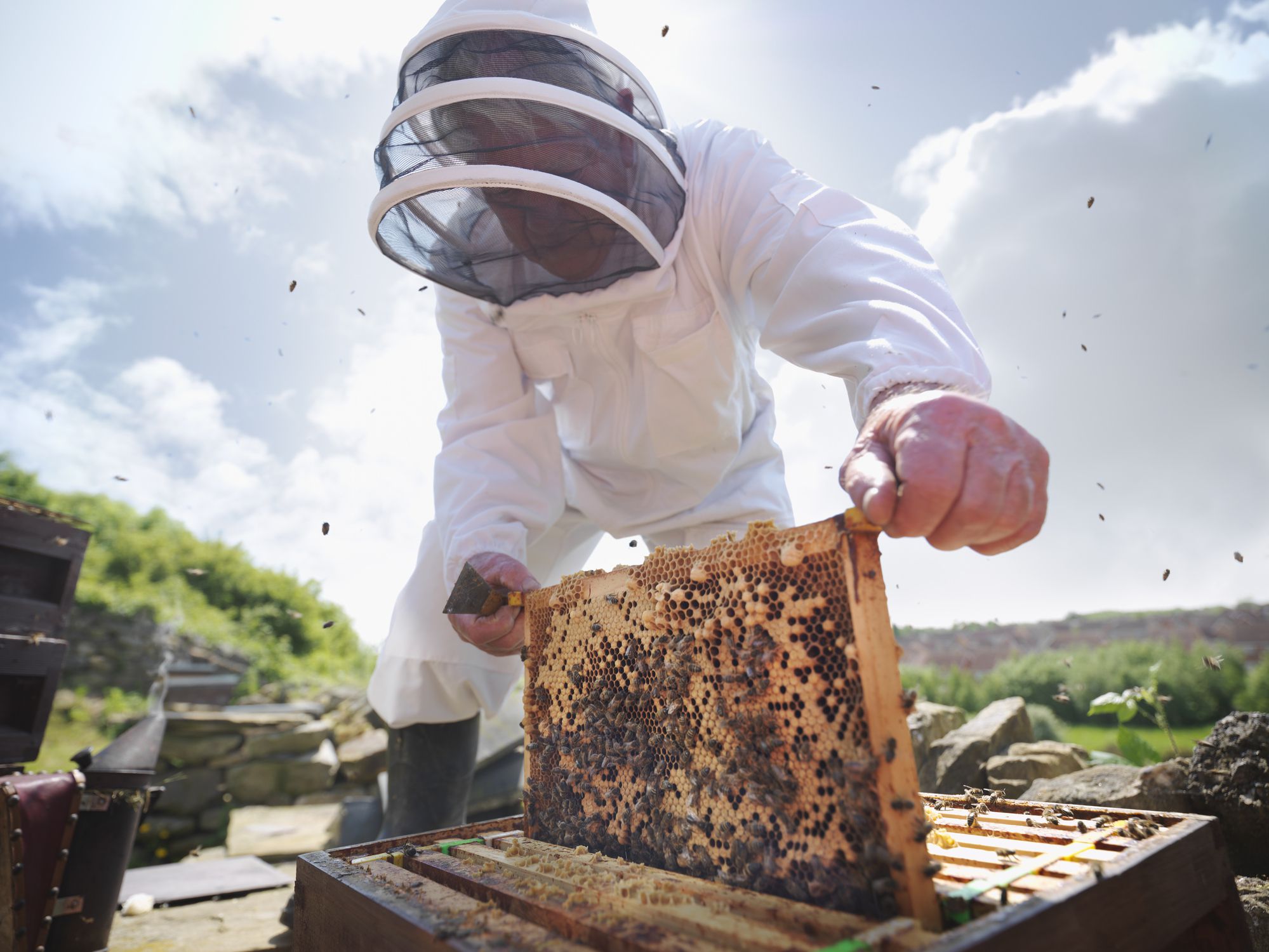 Beekeeper Career Profile And Job Outlook
