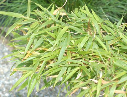 Bamboo—Growing Bamboo Inside