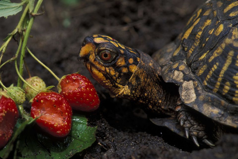 what-to-do-when-your-turtle-is-not-eating