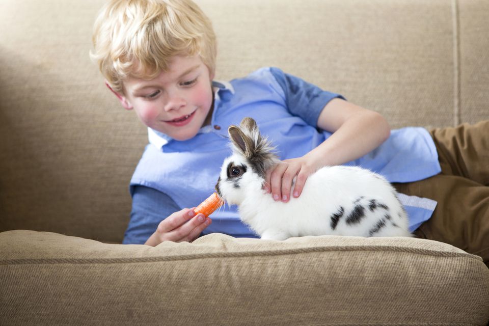 Buying and Caring for a Pet Rabbit